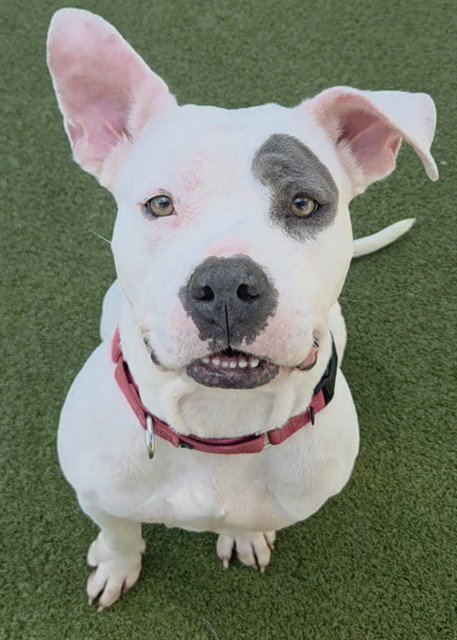 JUDE - American Staffordshire Terrier available for adoption