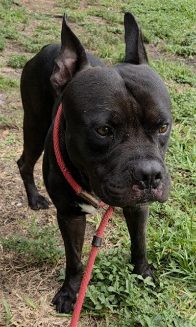 TOROE - American Staffordshire Terrier available for adoption