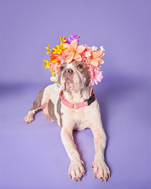 MOLLIE Image