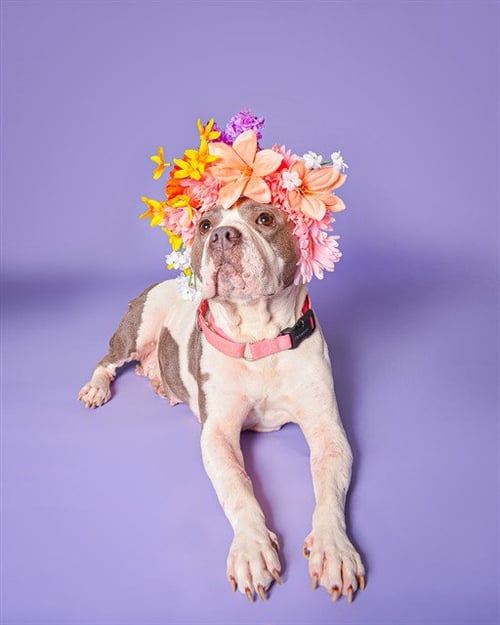 MOLLIE - American Staffordshire Terrier available for adoption