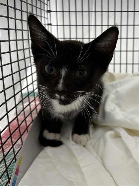 LOUIS - Domestic Short Hair available for adoption