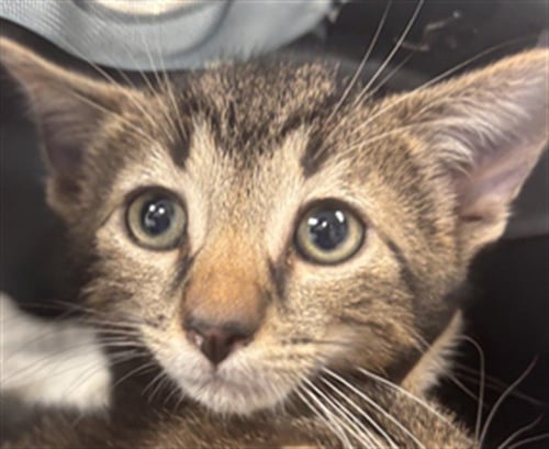 A2476296 - Domestic Short Hair available for adoption