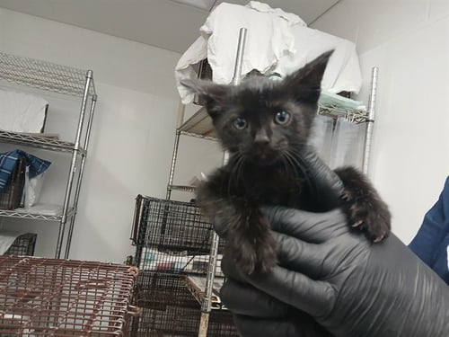 A2478533 - Domestic Short Hair available for adoption