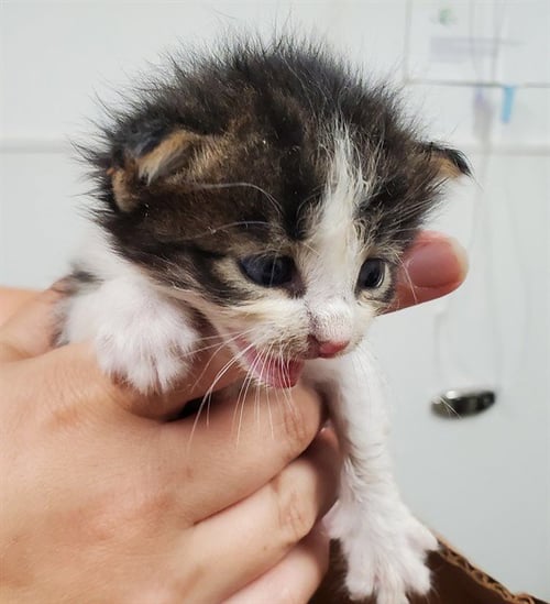 A2477830 - Domestic Short Hair available for adoption