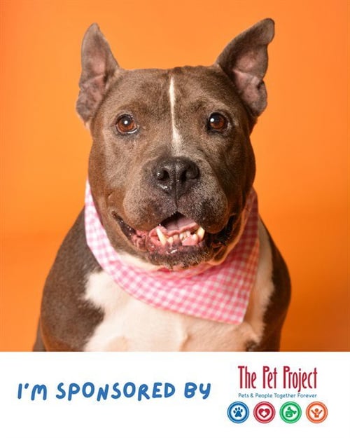DELLA - American Staffordshire Terrier available for adoption