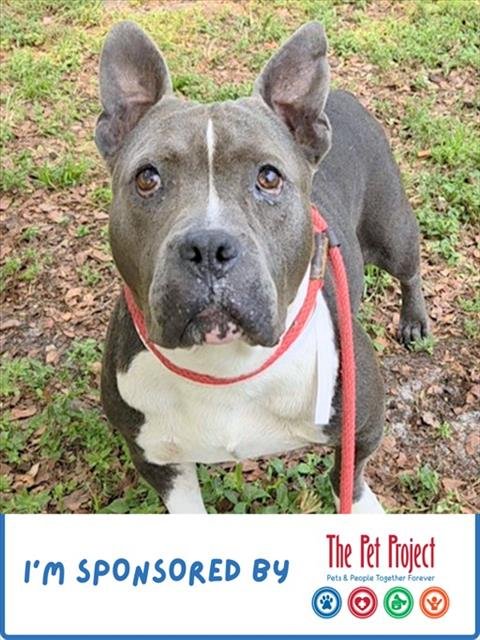 DELLA - American Staffordshire Terrier available for adoption