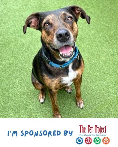 CIARA - German Shorthaired Pointer available for adoption
