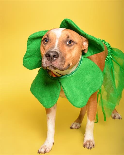 ROCKY - American Staffordshire Terrier available for adoption