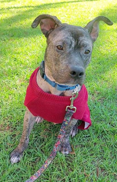 CHICO - American Staffordshire Terrier available for adoption