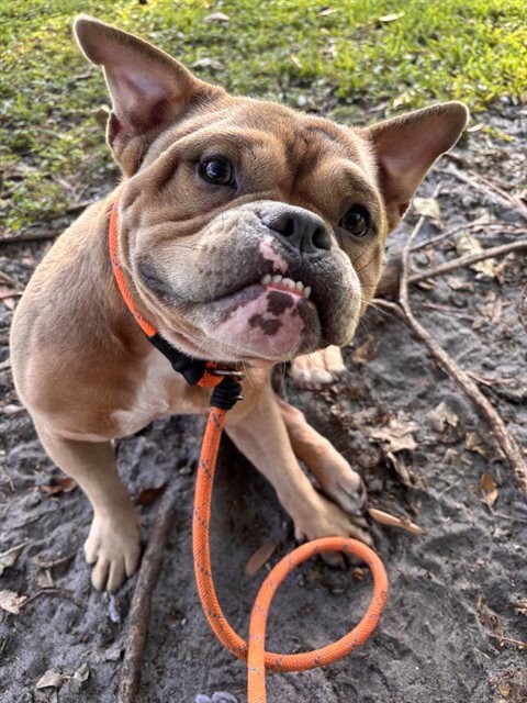 STETSON - American Bulldog available for adoption