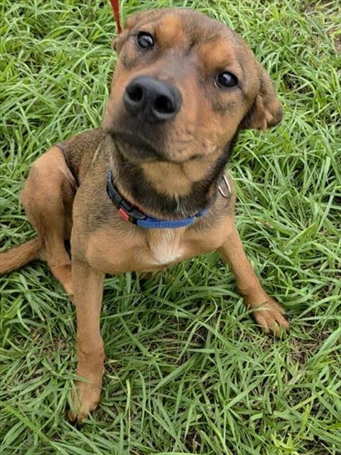 *APRICOT - English Coonhound available for adoption