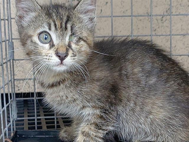 SPARROW - Domestic Short Hair available for adoption