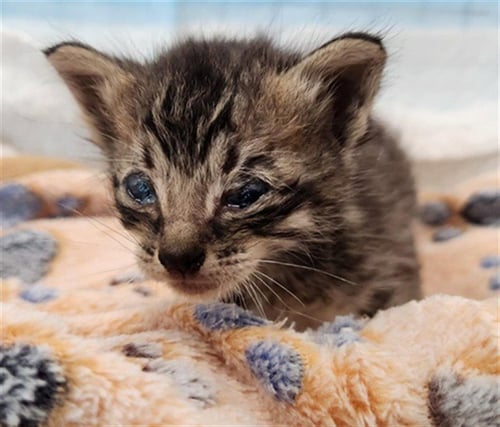 BB - Domestic Short Hair available for adoption