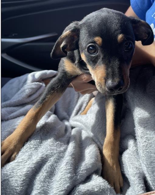 DUDLEY - Miniature Pinscher available for adoption