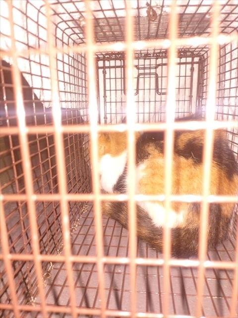 TRIXIE - Domestic Short Hair available for adoption