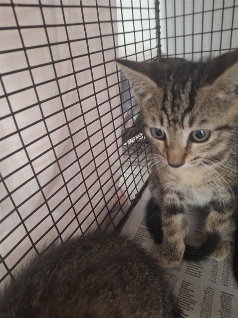 WALLY - Domestic Short Hair available for adoption