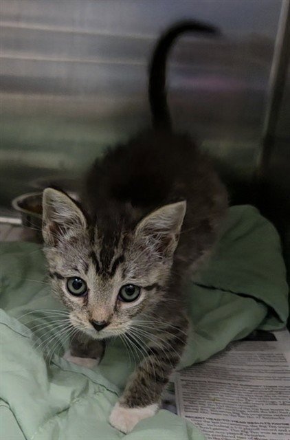 A2478550 - Domestic Short Hair available for adoption