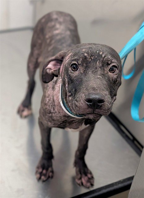 METEOR - American Pit Bull Terrier available for adoption