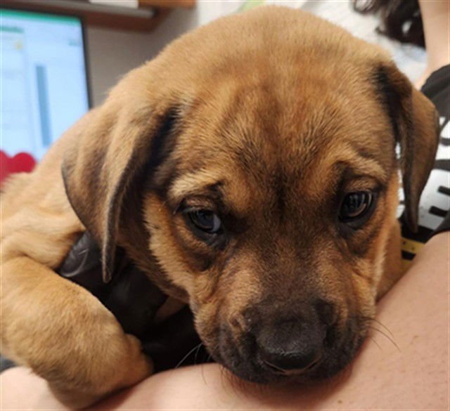 A2473003 - Plott Hound available for adoption