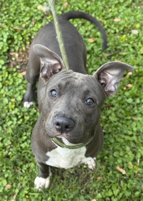 ARCHIE - American Staffordshire Terrier available for adoption