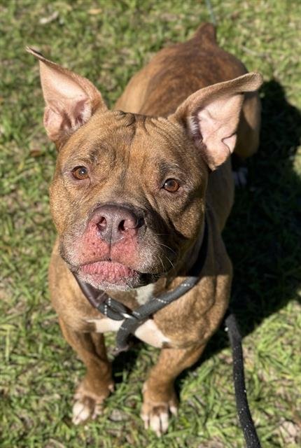 RED - American Staffordshire Terrier available for adoption