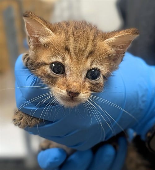A2478936 - Domestic Short Hair available for adoption