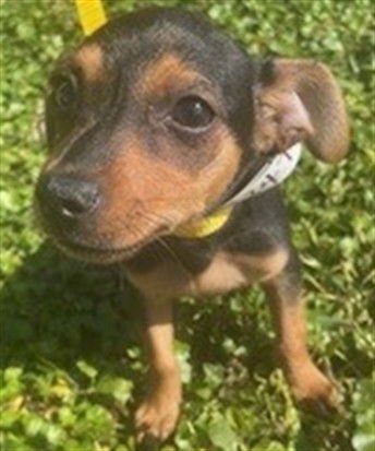 BULL - Chihuahua available for adoption