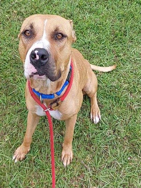 BLOSSOM - American Staffordshire Terrier / Labrador Retriever available for adoption
