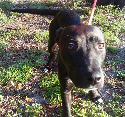 MARY KATE - American Staffordshire Terrier available for adoption