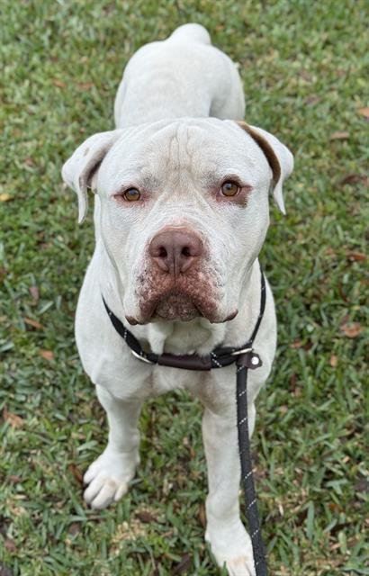 GEIST - Mastiff available for adoption