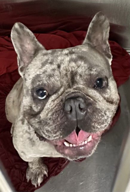 WINSTON III - French Bulldog available for adoption
