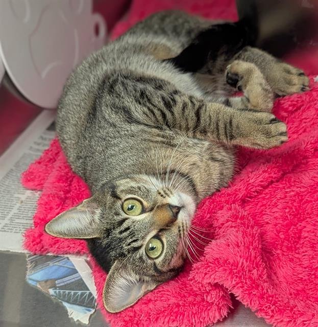 BELLA - Domestic Short Hair available for adoption