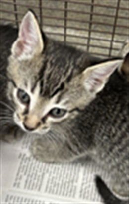 A2472743 - Domestic Short Hair available for adoption