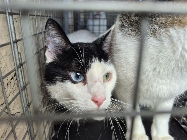 FLACO - Domestic Short Hair available for adoption