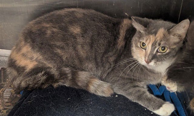 CANDICE - Domestic Short Hair available for adoption