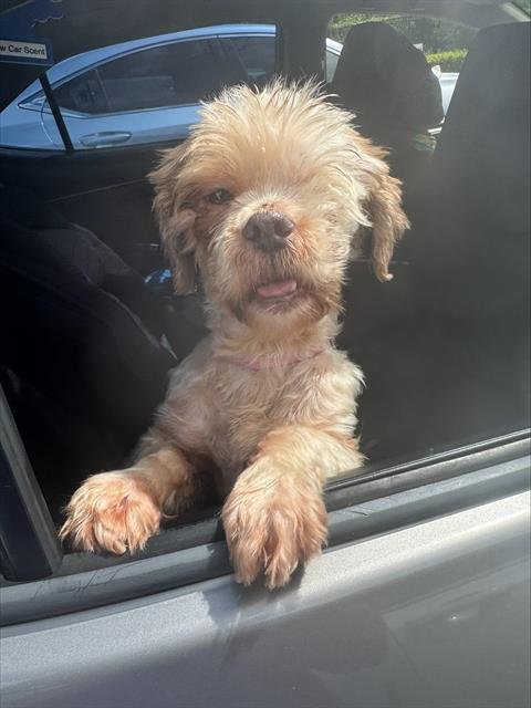 MAX - Lhasa Apso available for adoption