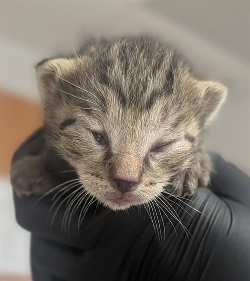 A2481264 - Domestic Short Hair available for adoption