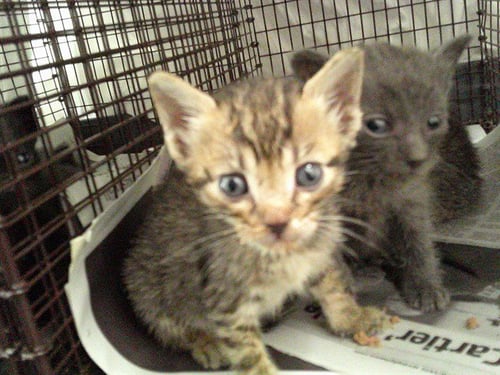 JULIE - Domestic Short Hair available for adoption