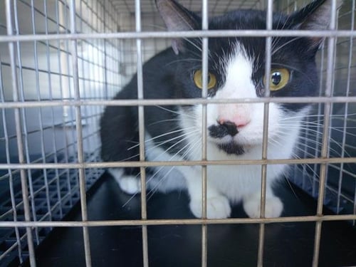 KENNY - Domestic Short Hair available for adoption