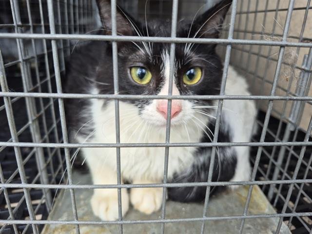 MINI MA - Domestic Short Hair available for adoption