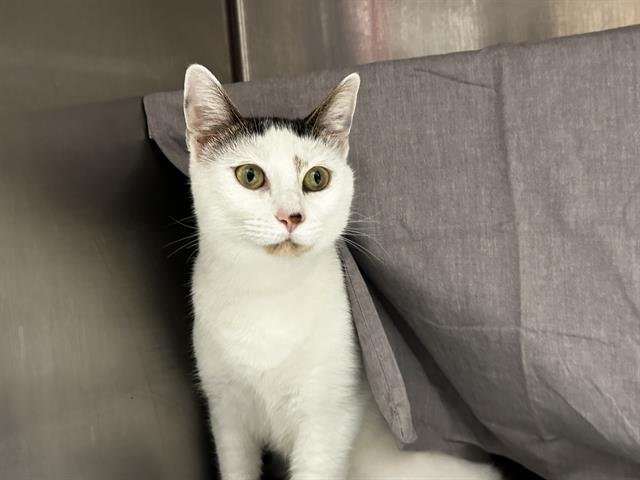 ANGELA - Domestic Short Hair available for adoption