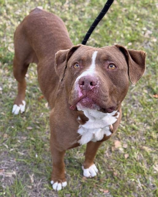 TAFFY - American Bulldog available for adoption