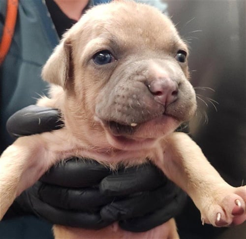 NUTMEG - American Staffordshire Terrier available for adoption