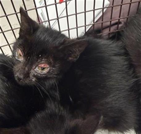 NIKKI - Domestic Short Hair available for adoption