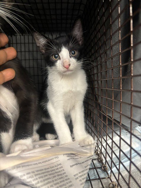 BUCK - Domestic Short Hair available for adoption