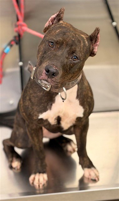 TINKERBELL - American Staffordshire Terrier available for adoption