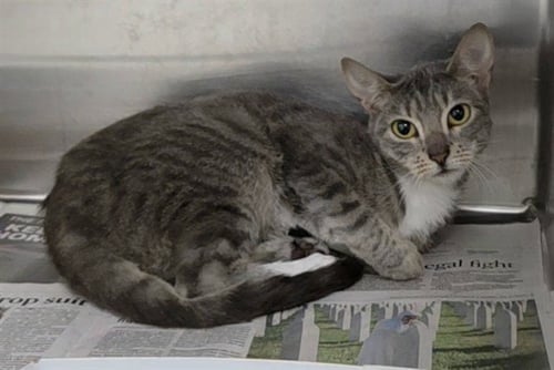 MITTEN ONE 14 - Domestic Short Hair available for adoption