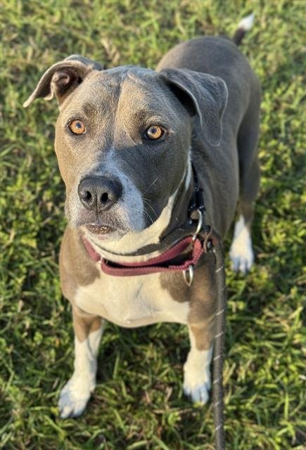 NAOMI - American Staffordshire Terrier available for adoption