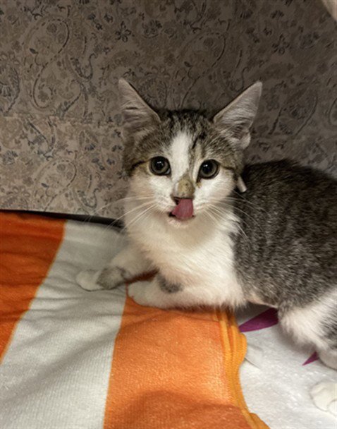OLIVE - Domestic Short Hair available for adoption