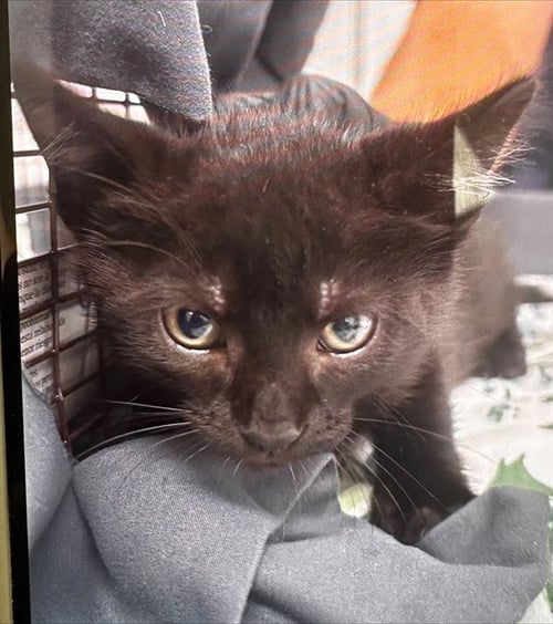 A2476582 - Domestic Short Hair available for adoption